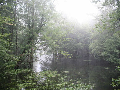 Great Swamp in Mist