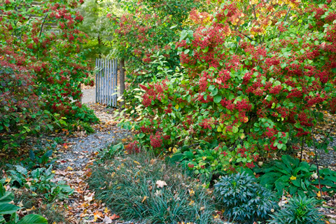 Brine Garden berries and gate