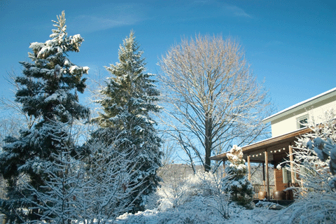 Brine Garden Trees in Snow