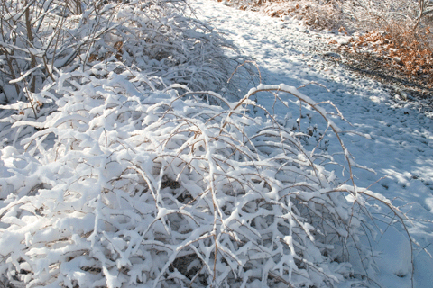Brine Garden Snow on Stephanandra