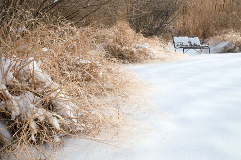 Brine Garden Snow/Distant Bench
