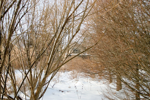 Brine Home through Snowy Branches