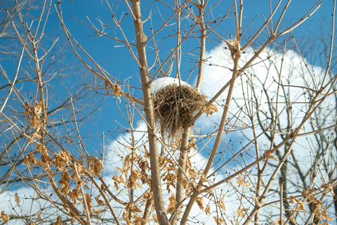 Brine Garden Snowy Bird's Nest