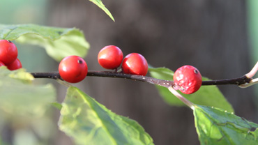 Ilex verticillata (winterberry)