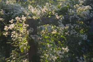 Clematis vine on a gate in the Brine Garden